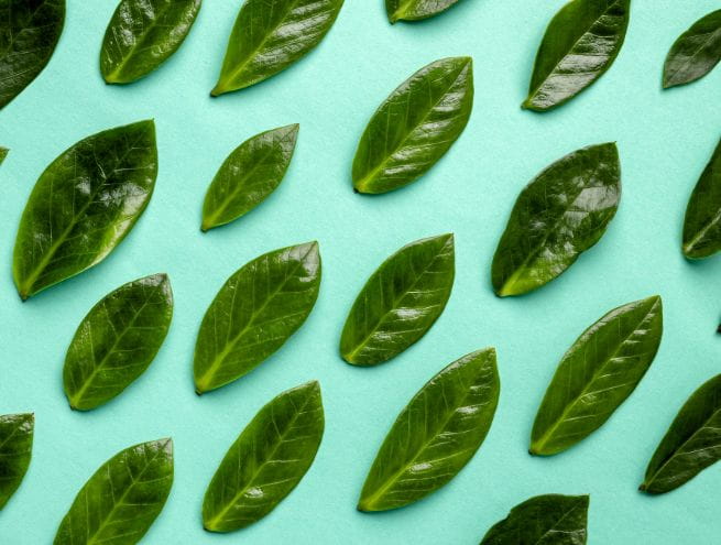 Repetitive pattern of green leaves on a turquoise background, forming a natural geometric arrangement.